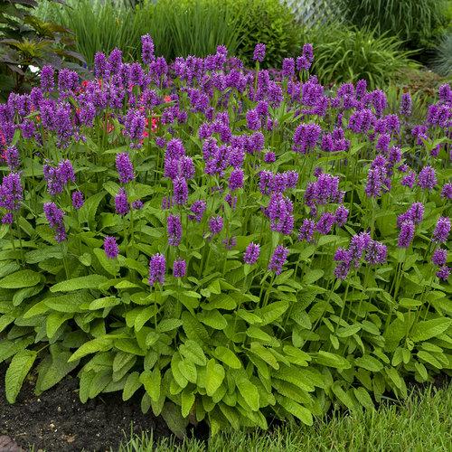 G6000 Stachys Monieri 27hummelo 27 8 0ec0a54f 7c24 4fac B83d 67683f65fc20 from www redcrocus com