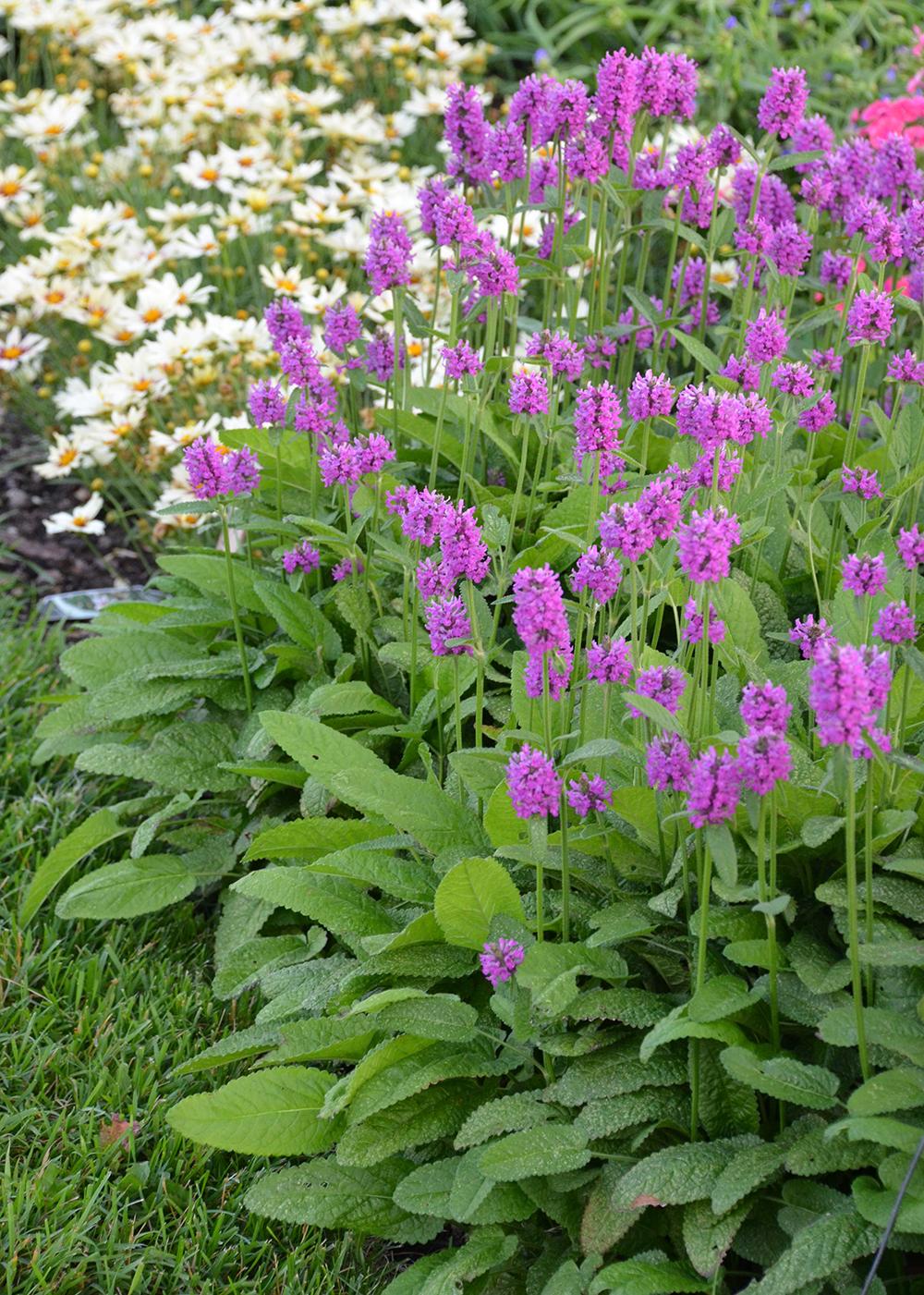 G6000 Stachys Monieri 27hummelo 27 9 A1c4fc5e Ba99 42c8 B6ca 044e15983daa from www redcrocus com