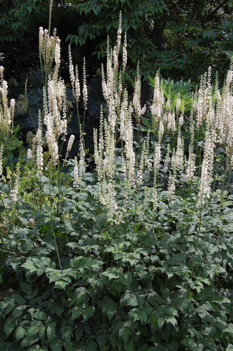 G6013 Actaea Racemosa - View 10 from www redcrocus com