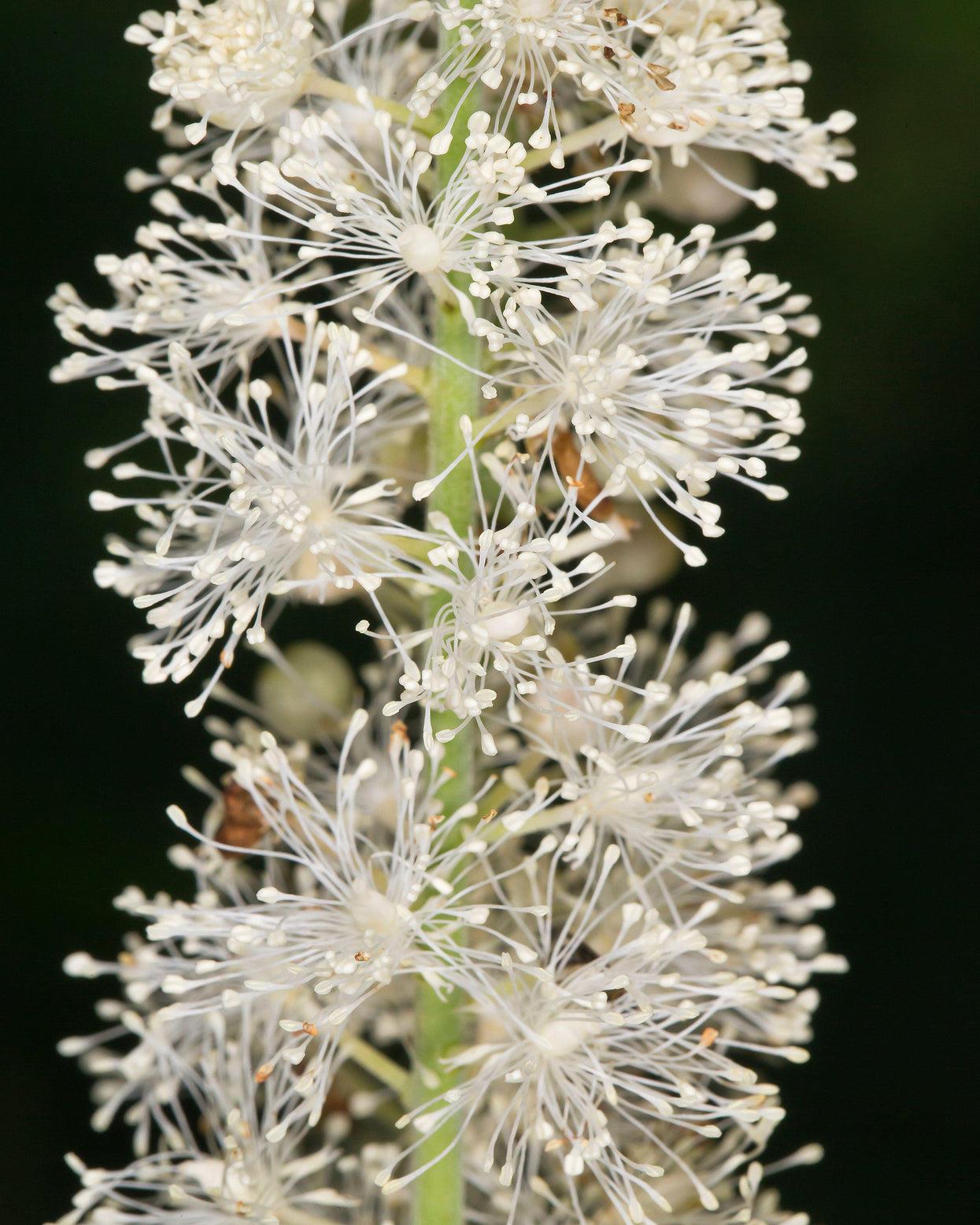 G6013 Actaea Racemosa 11 E88b1409 1651 444d 9292 102967dc2890 from www redcrocus com