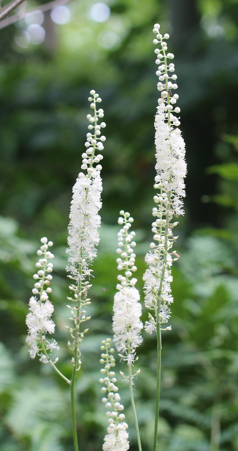 G6013 Actaea Racemosa - View 12 from www redcrocus com