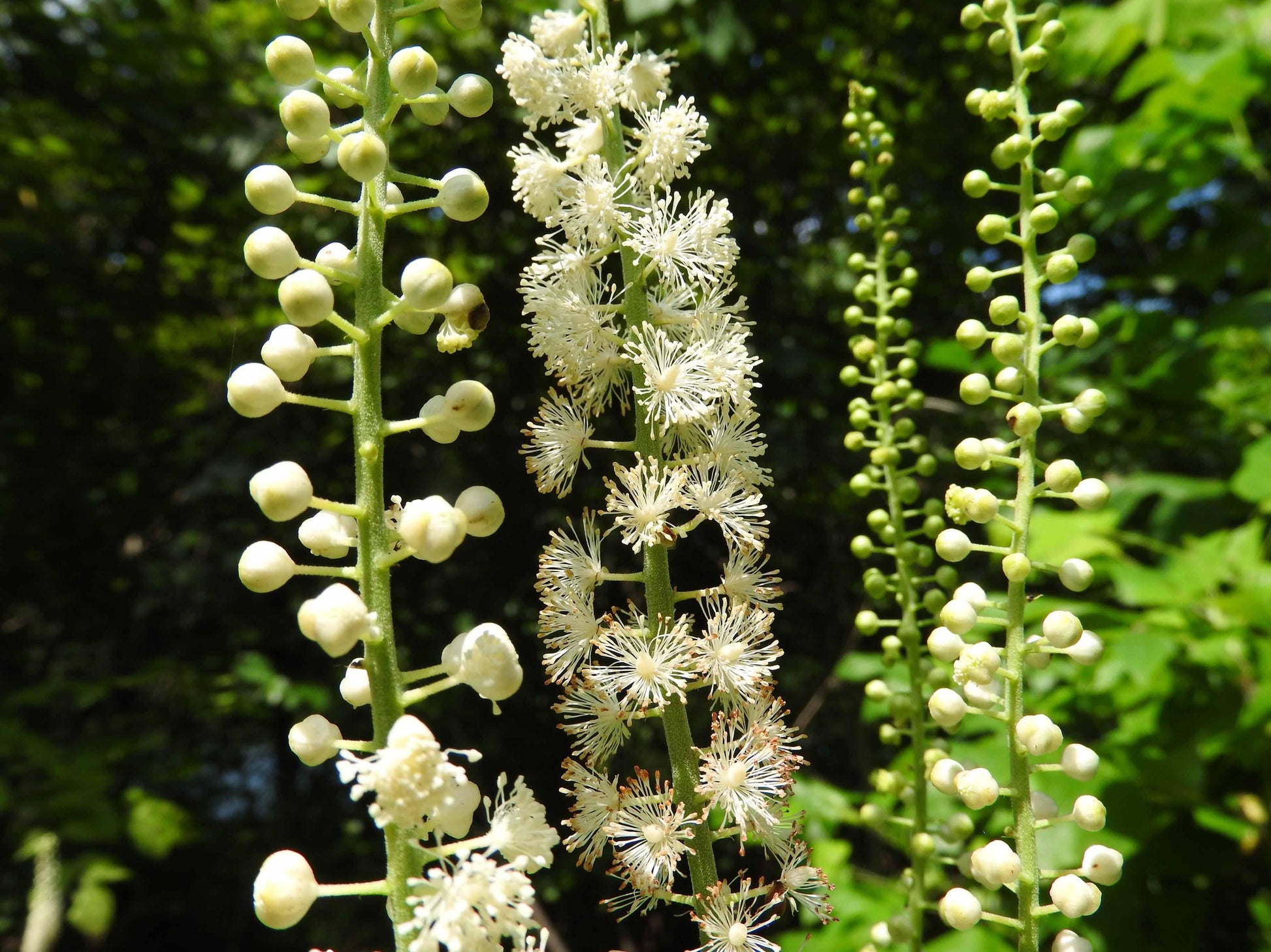 G6013 Actaea Racemosa 13 612f14b9 14d6 4bda 9600 C892cf400a25 from www redcrocus com