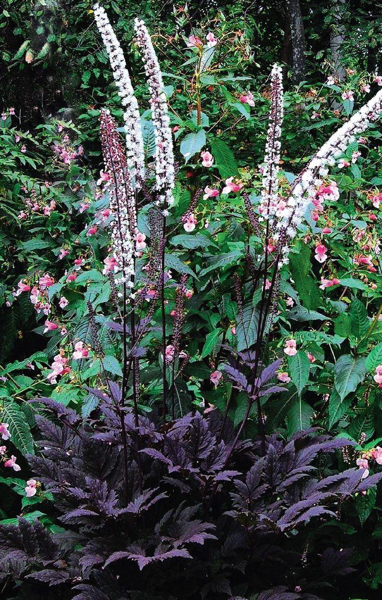 G6013 Actaea Racemosa 15 3a1f4e38 4a4e 45a2 Be54 C698a4e266f1 from www redcrocus com