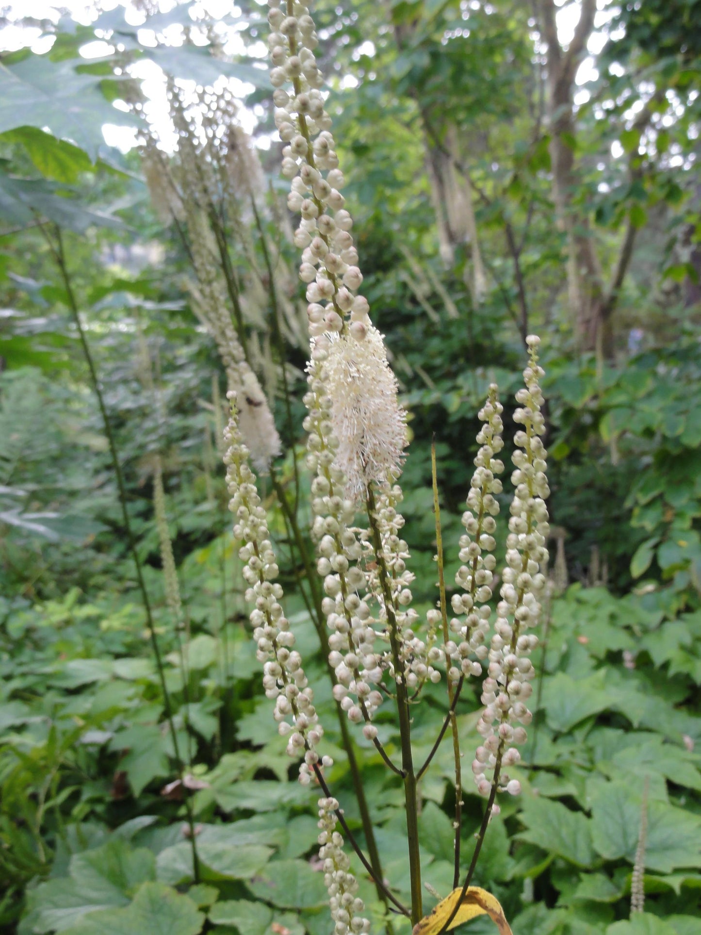 G6013 Actaea Racemosa - View 16 from www redcrocus com