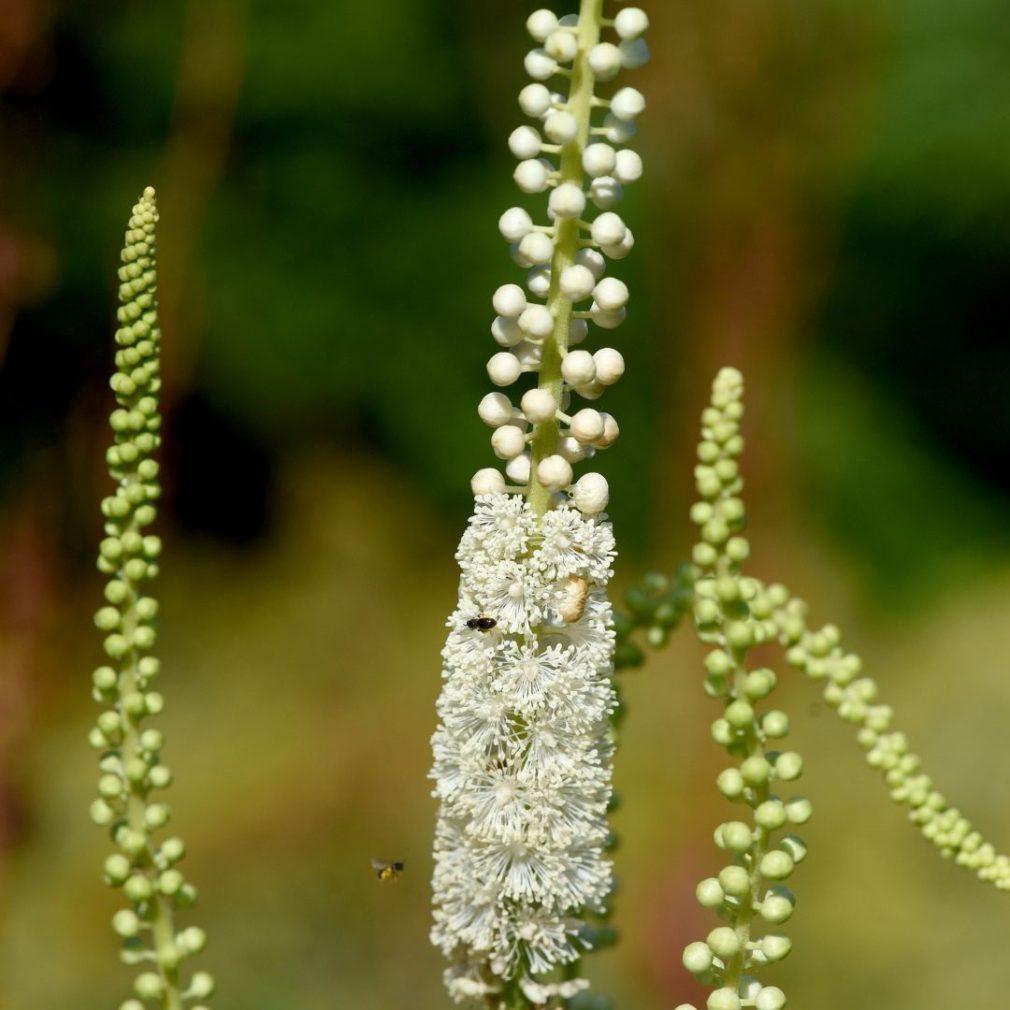 G6013 Actaea Racemosa 17 0eb6fa79 Beb3 45e9 9971 6ce94f09e15e from www redcrocus com