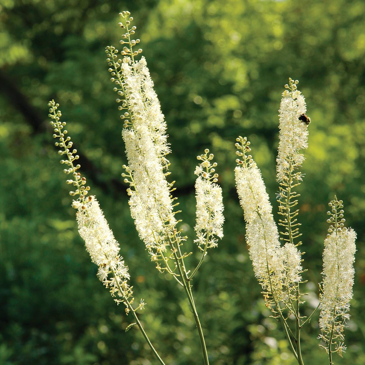 G6013 Actaea Racemosa - View 18 from www redcrocus com