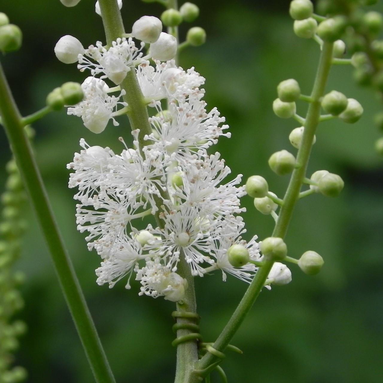 G6013 Actaea Racemosa 19 45db02ed 88b8 4419 A82c 734b6faf795e from www redcrocus com