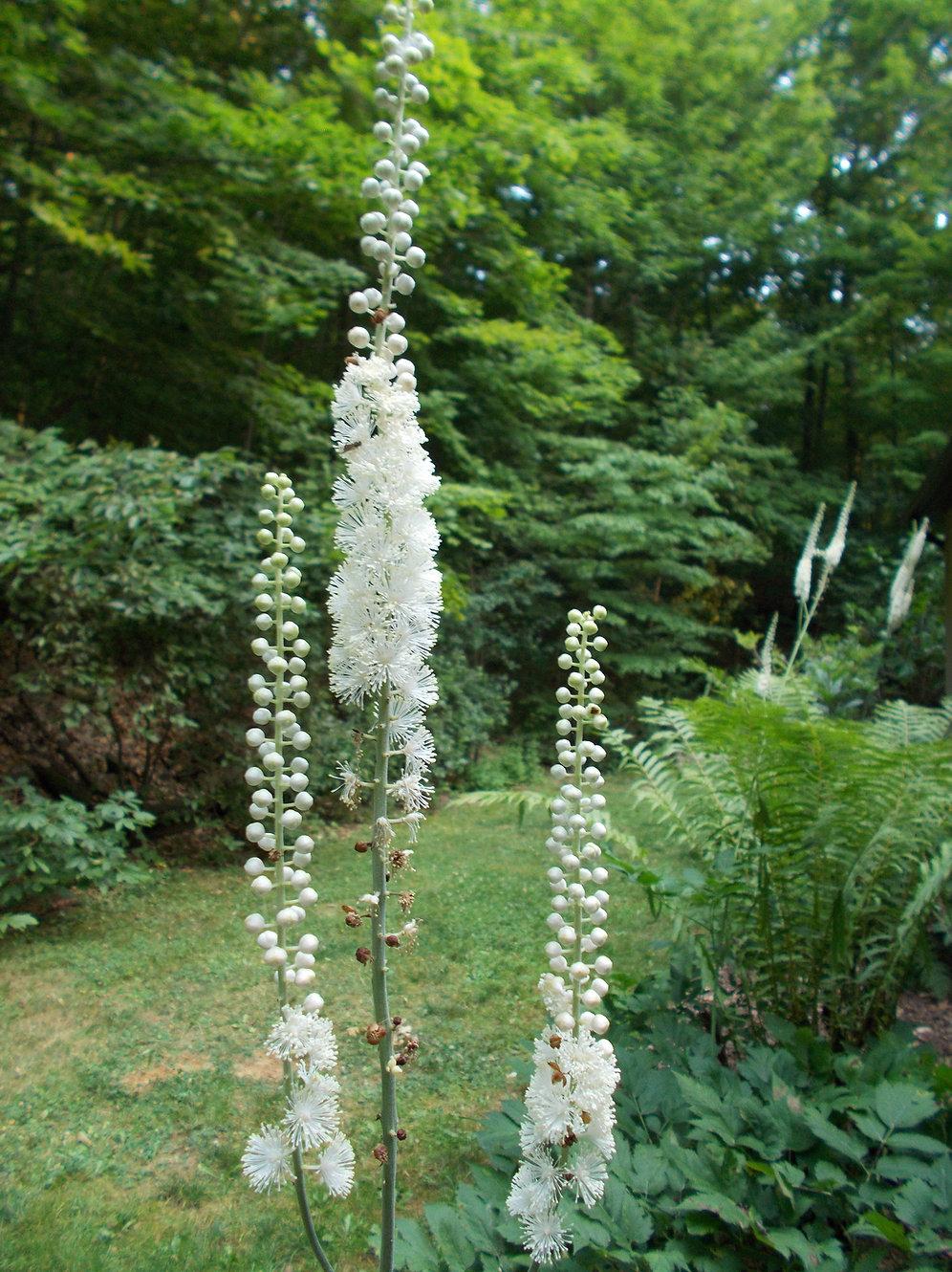 G6013 Actaea Racemosa 20 0449b002 0dd4 4dcd A23c 8dd8380497d3 from www redcrocus com