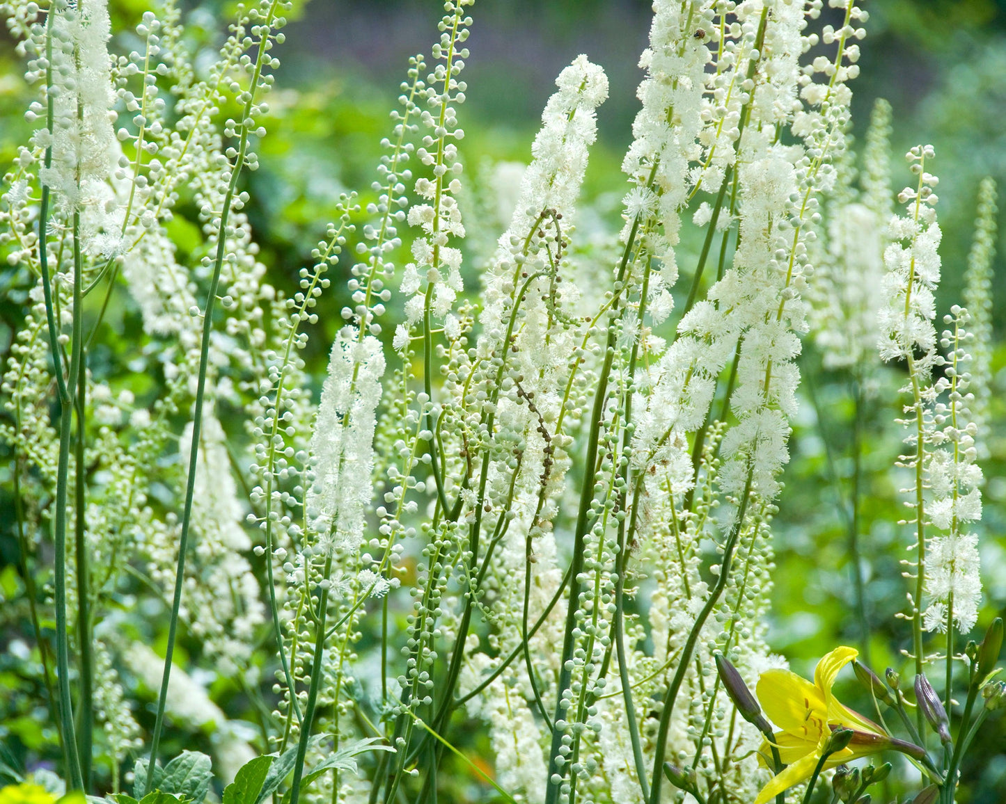 G6013 Actaea Racemosa - View 2 from www redcrocus com