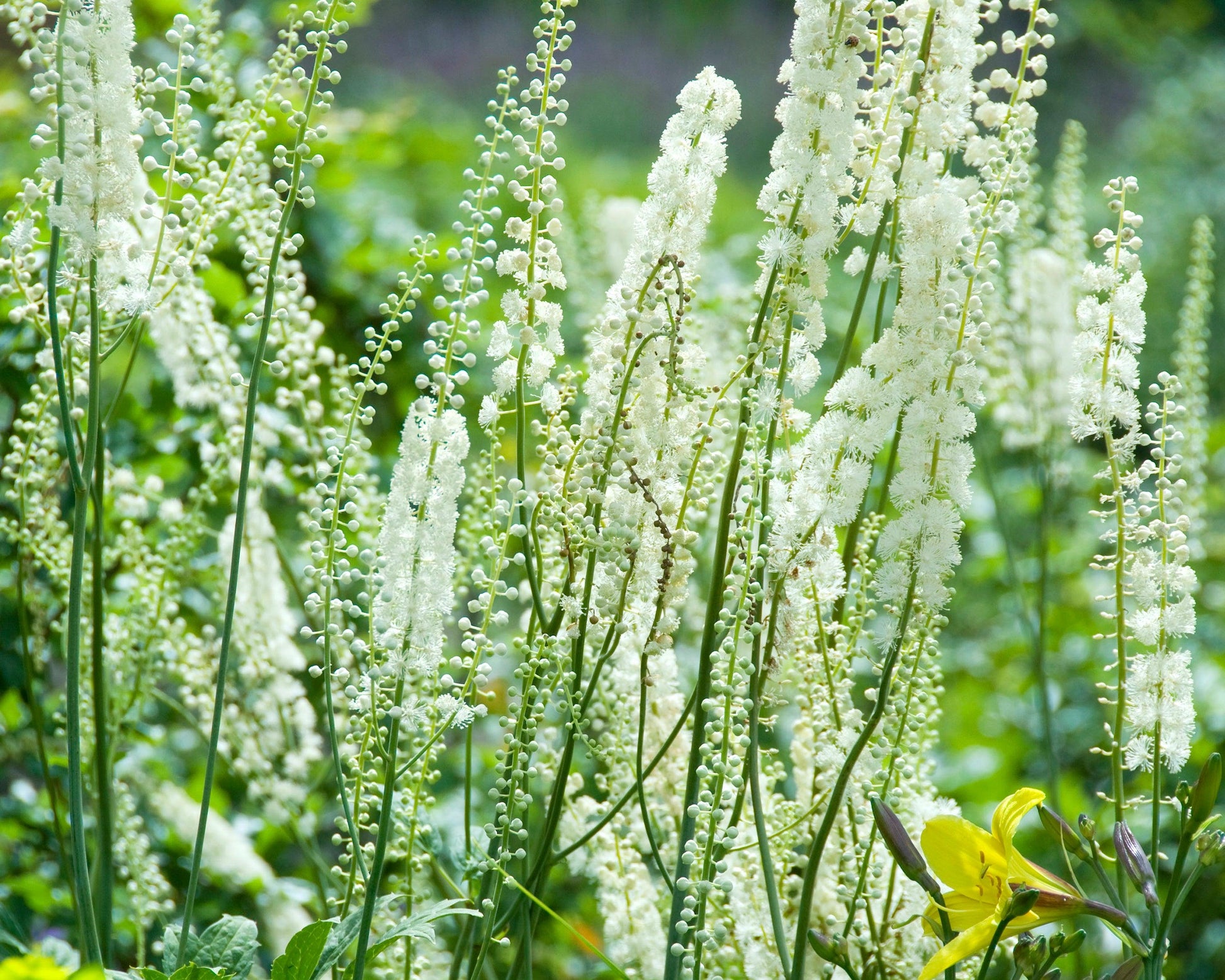 G6013 Actaea Racemosa 2 5a2af4e3 9af2 4896 881a F740a6498a60 from www redcrocus com