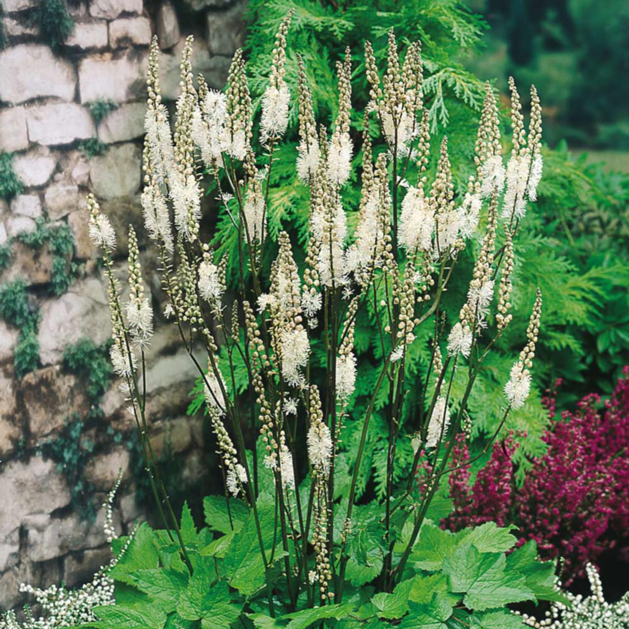 G6013 Actaea Racemosa - View 3 from www redcrocus com