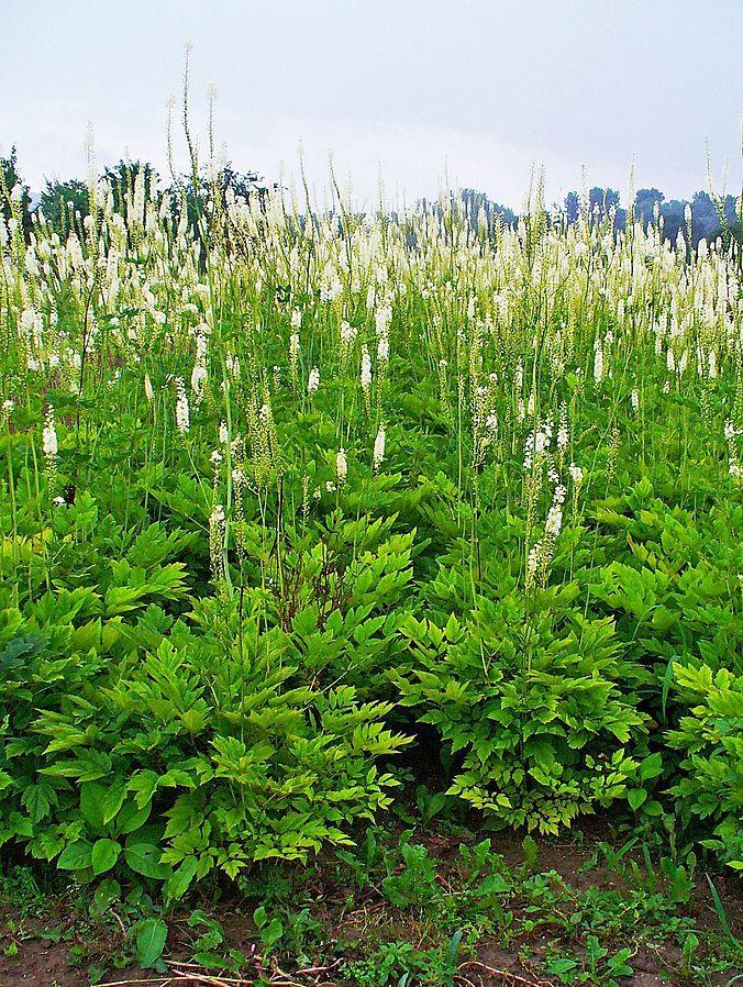 G6013 Actaea Racemosa 4 Ecb9877e 91d8 4eda 9db6 20b3c8253222 from www redcrocus com