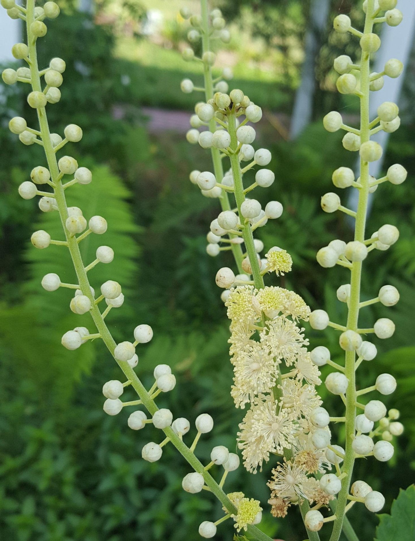 G6013 Actaea Racemosa - View 5 from www redcrocus com
