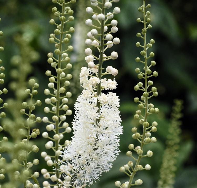 G6013 Actaea Racemosa 6 72c20a46 28fa 4b4d 8820 1295c386f7b7 from www redcrocus com