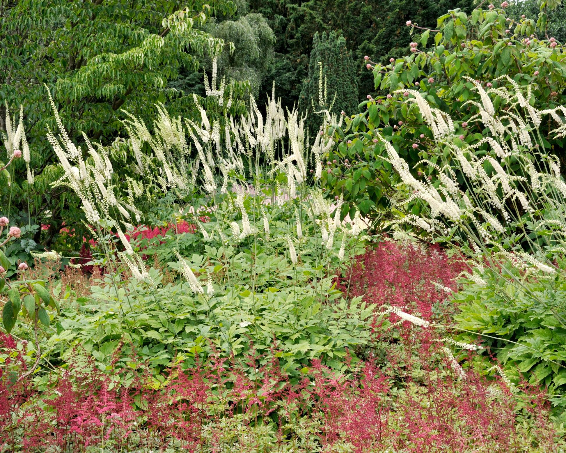 G6013 Actaea Racemosa - View 7 from www redcrocus com