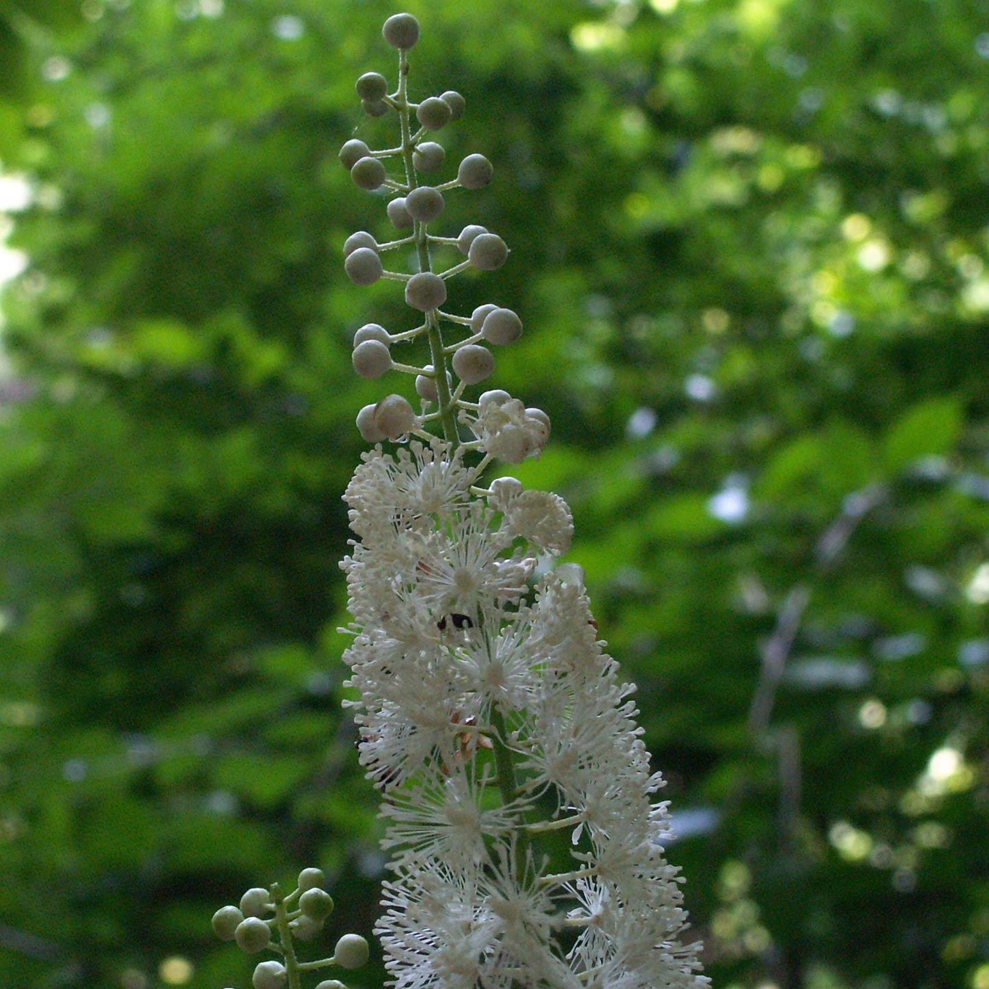 G6013 Actaea Racemosa - View 8 from www redcrocus com