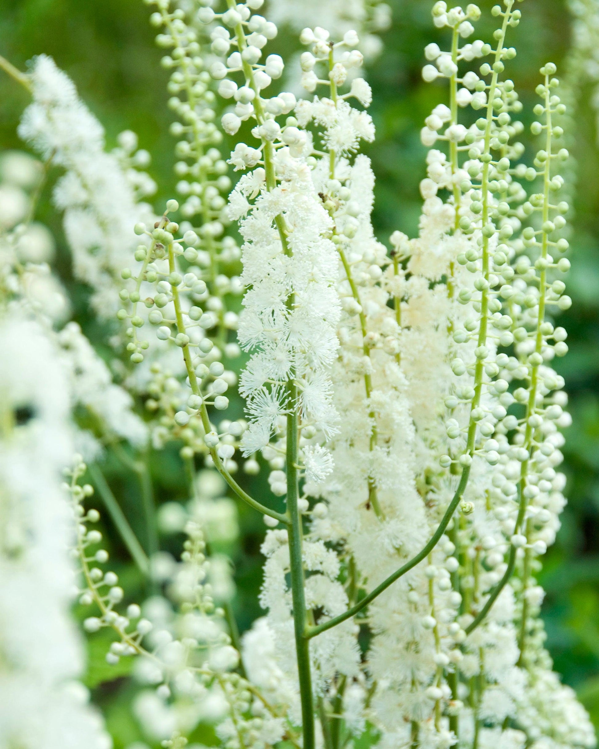 G6013 Actaea Racemosa - View 9 from www redcrocus com