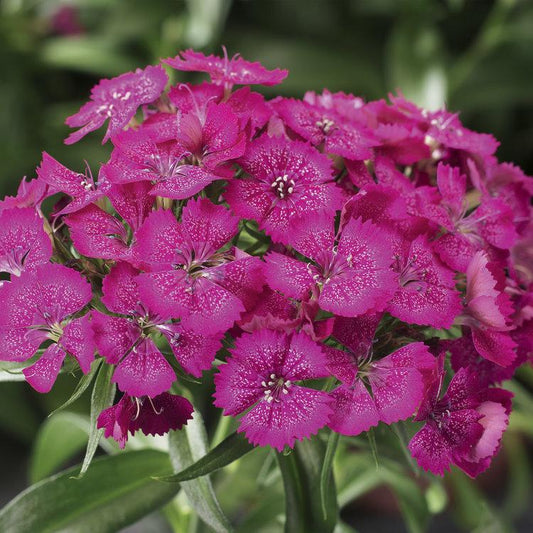 G6019 Dianthus Barbatus Barbarini Rose 1 C396cd98 9b07 4561 Aae4 650aea6e3f46 from www redcrocus com