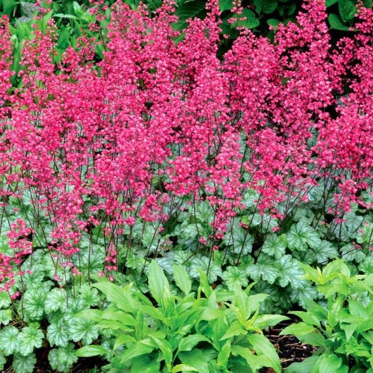 G6024 Heuchera Americana 'paris' - View 11 from www redcrocus com