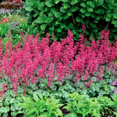 G6024 Heuchera Americana 'paris' - View 12 from www redcrocus com