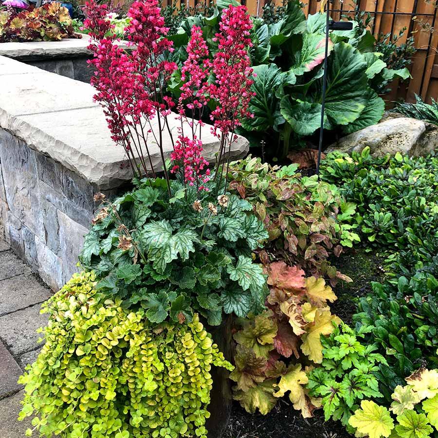 G6024 Heuchera Americana 'paris' - View 14 from www redcrocus com