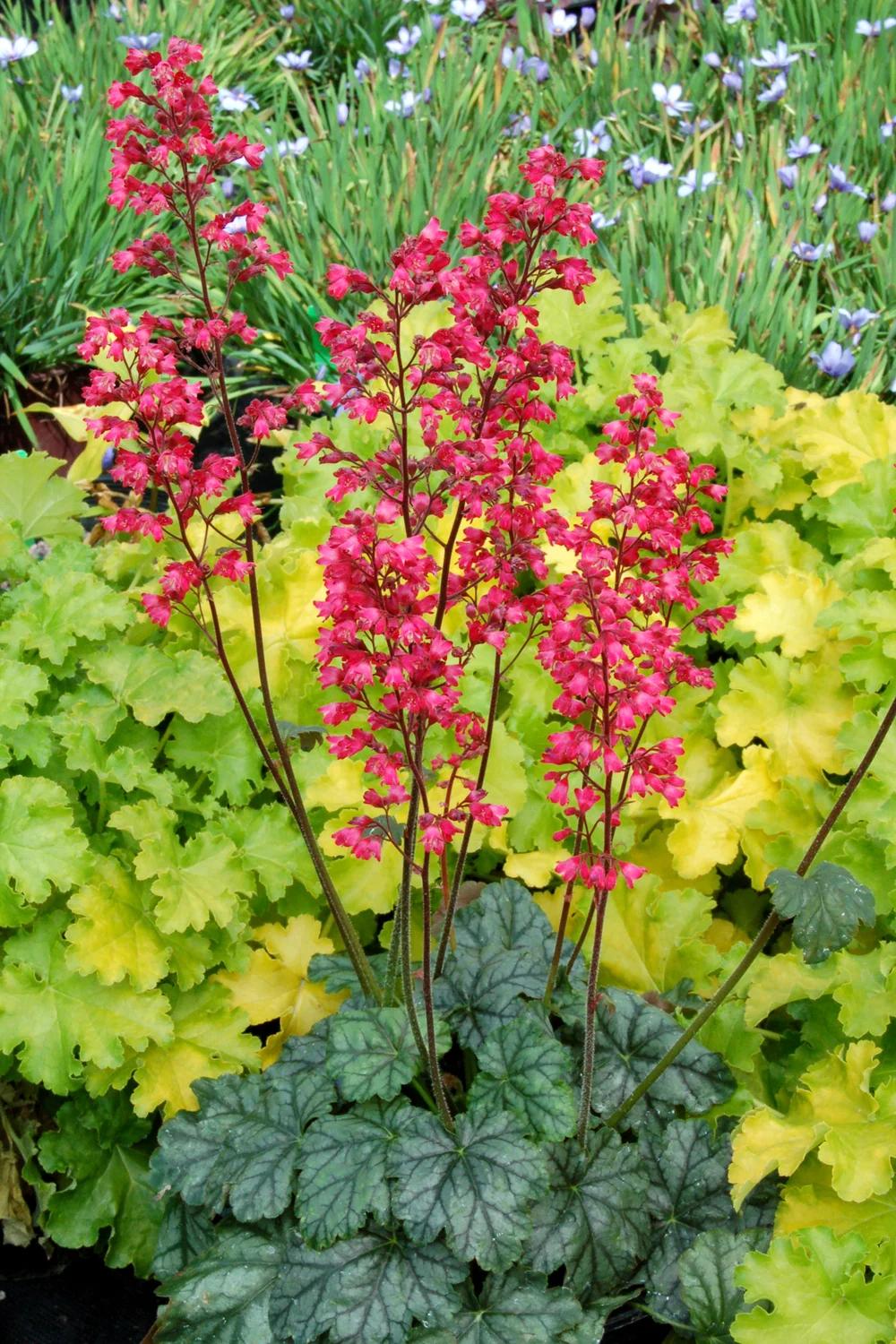 G6024 Heuchera Americana 'paris' - View 17 from www redcrocus com
