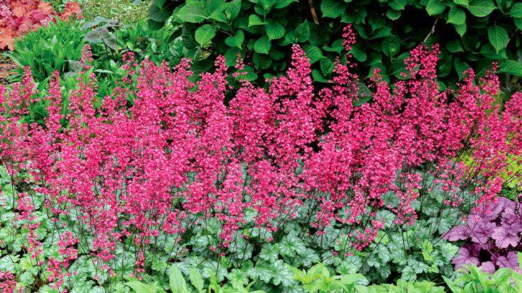 G6024 Heuchera Americana 'paris' - View 18 from www redcrocus com