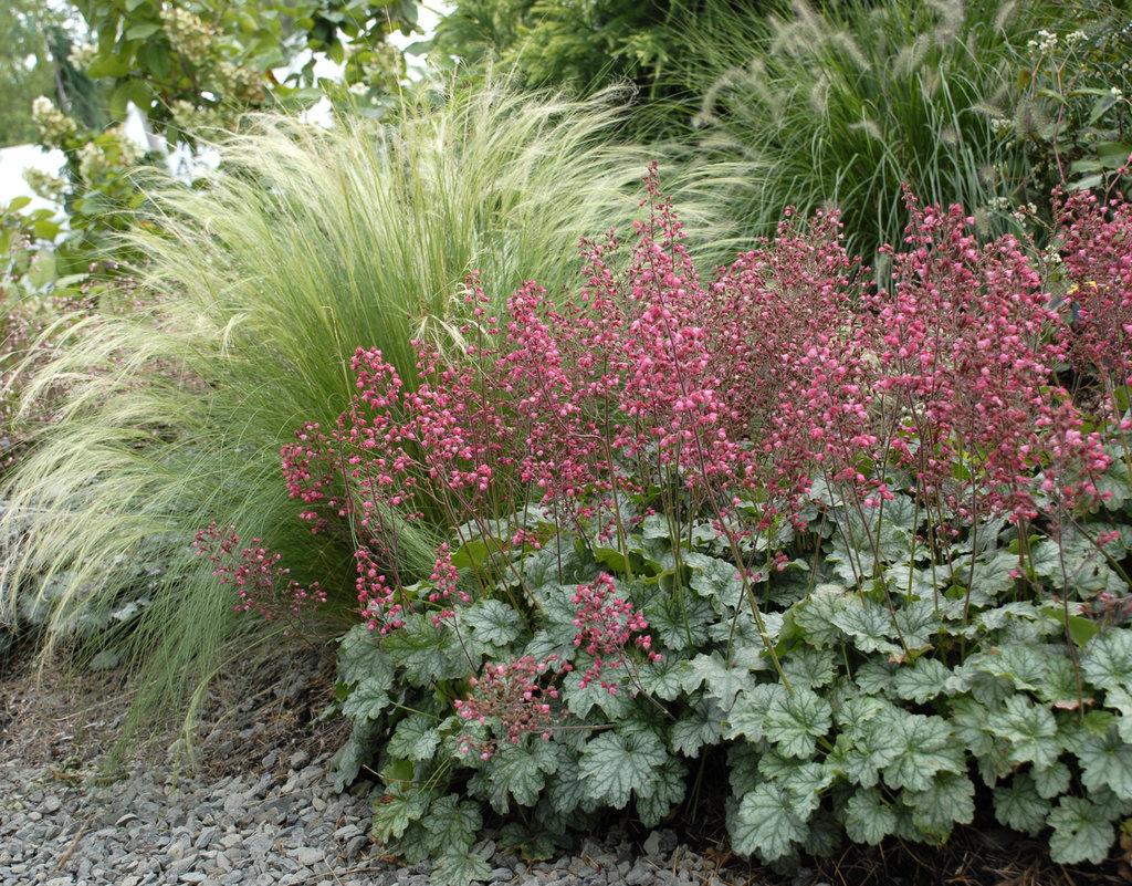 G6024 Heuchera Americana 'paris' - View 19 from www redcrocus com