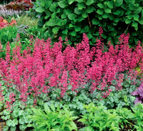 G6024 Heuchera Americana 'paris' - View 1 from www redcrocus com