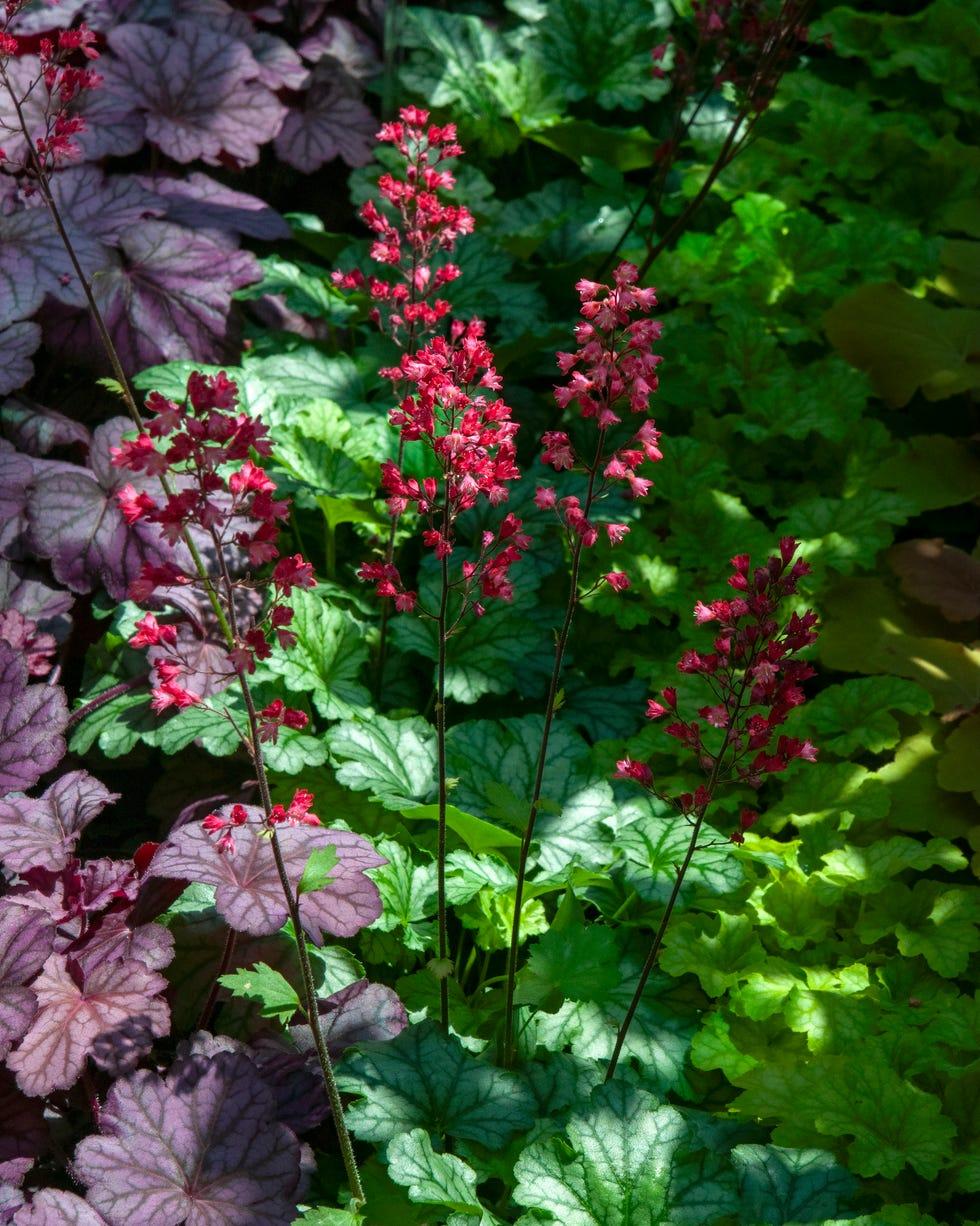 G6024 Heuchera Americana 'paris' - View 21 from www redcrocus com