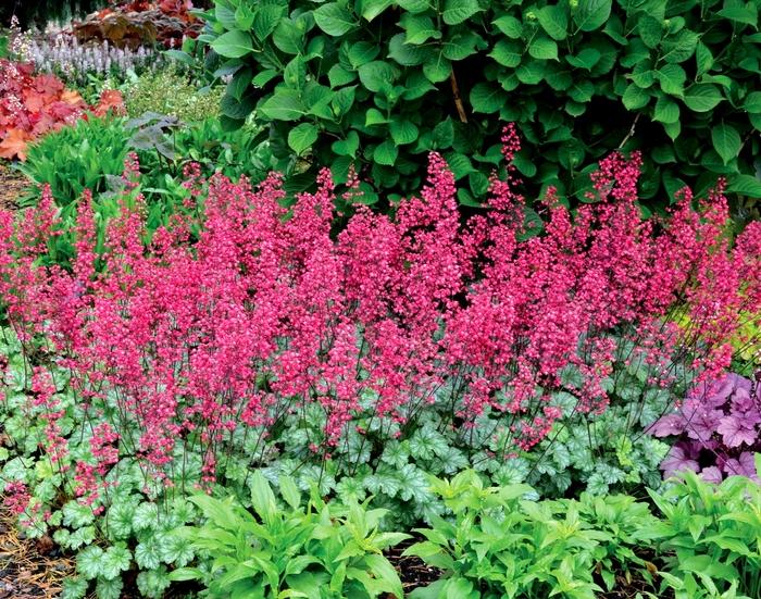 G6024 Heuchera Americana 'paris' - View 22 from www redcrocus com