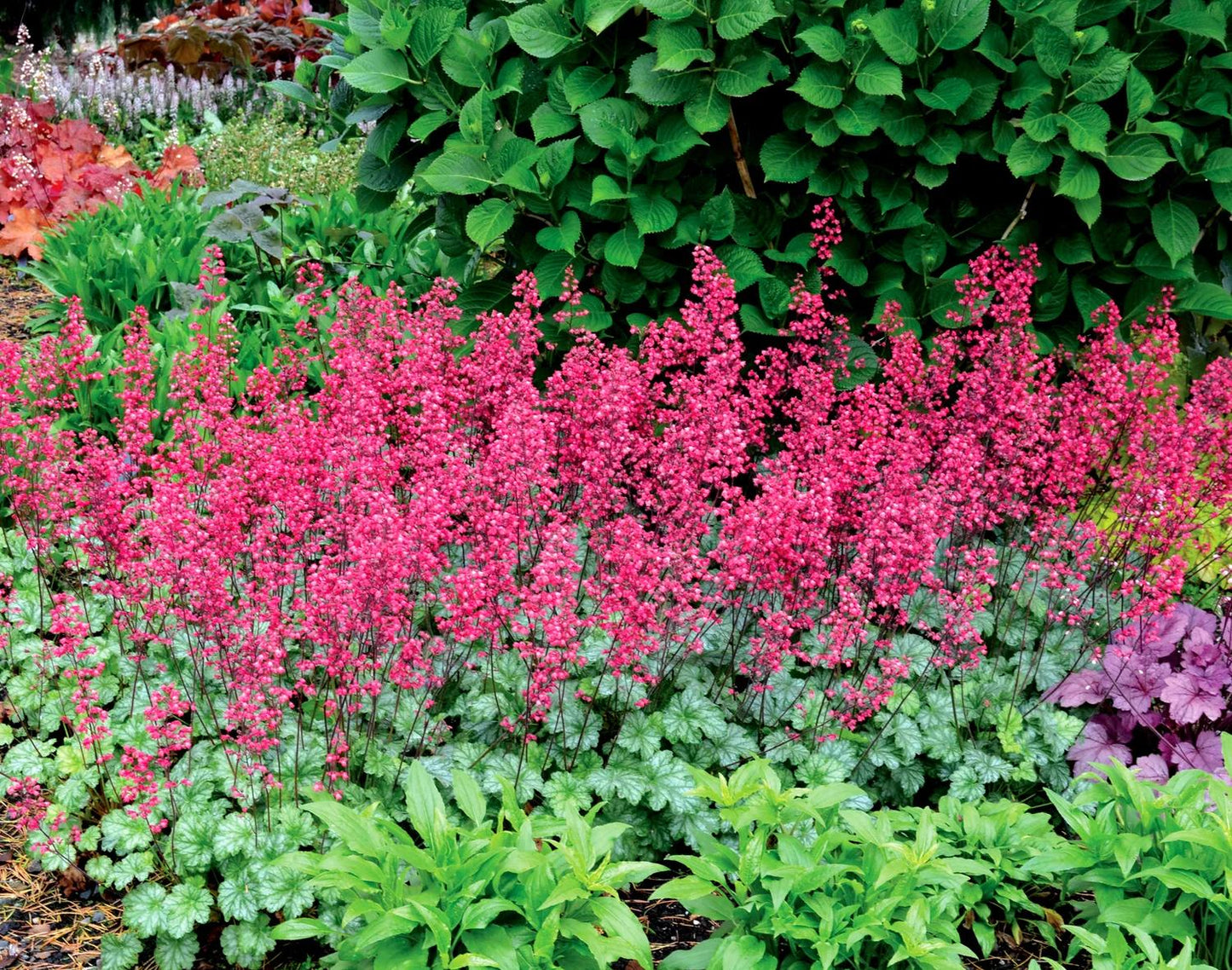 G6024 Heuchera Americana 'paris' - View 23 from www redcrocus com