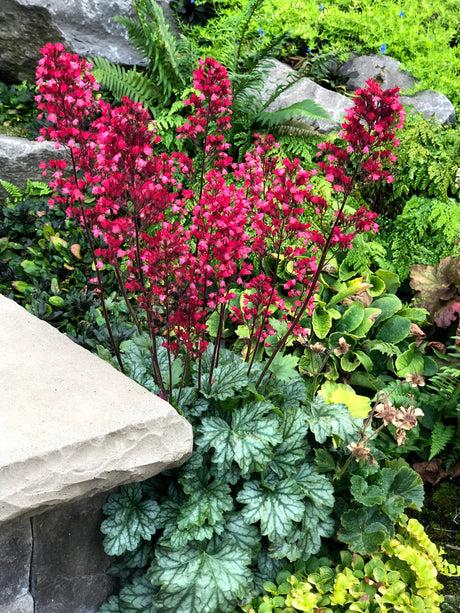 G6024 Heuchera Americana 'paris' - View 24 from www redcrocus com