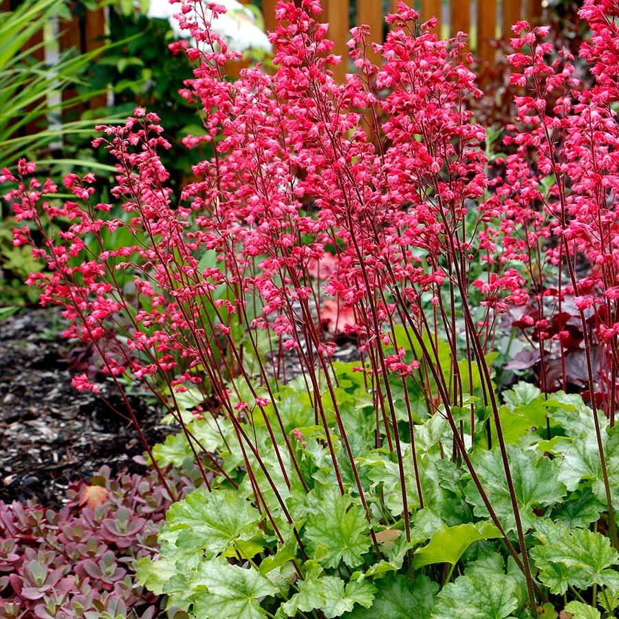 G6024 Heuchera Americana 'paris' - View 25 from www redcrocus com
