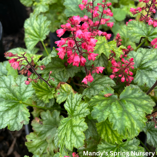 G6024 Heuchera Americana 'paris' - View 26 from www redcrocus com