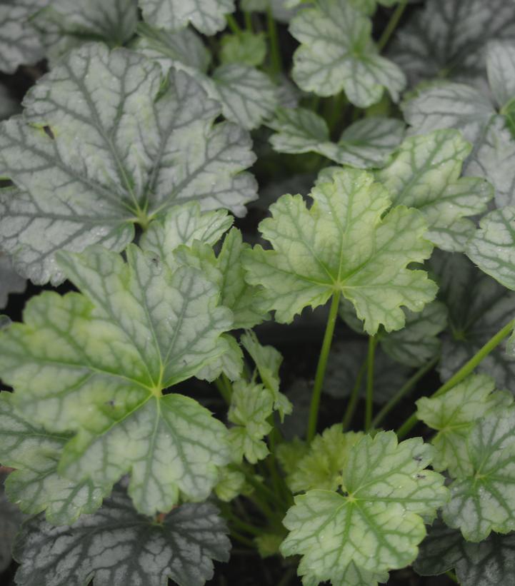 G6024 Heuchera Americana 'paris' - View 27 from www redcrocus com