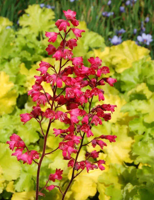 G6024 Heuchera Americana 'paris' - View 28 from www redcrocus com