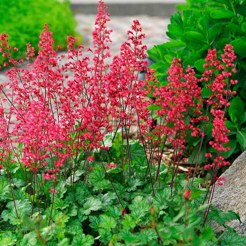 G6024 Heuchera Americana 'paris' - View 2 from www redcrocus com
