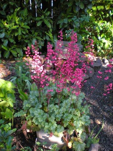 G6024 Heuchera Americana 'paris' - View 30 from www redcrocus com