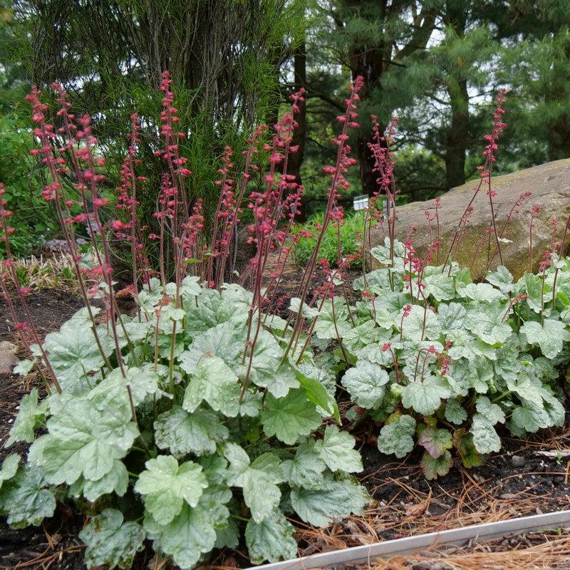 G6024 Heuchera Americana 'paris' - View 31 from www redcrocus com