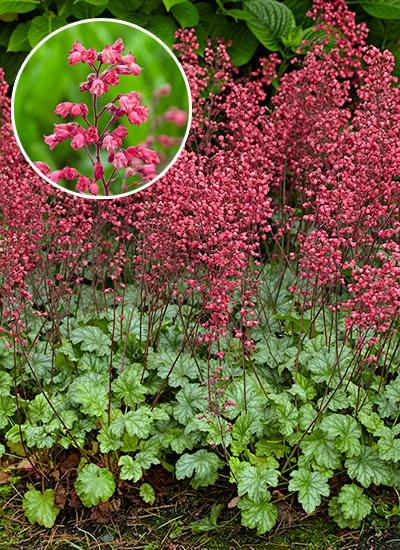 G6024 Heuchera Americana 'paris' - View 32 from www redcrocus com