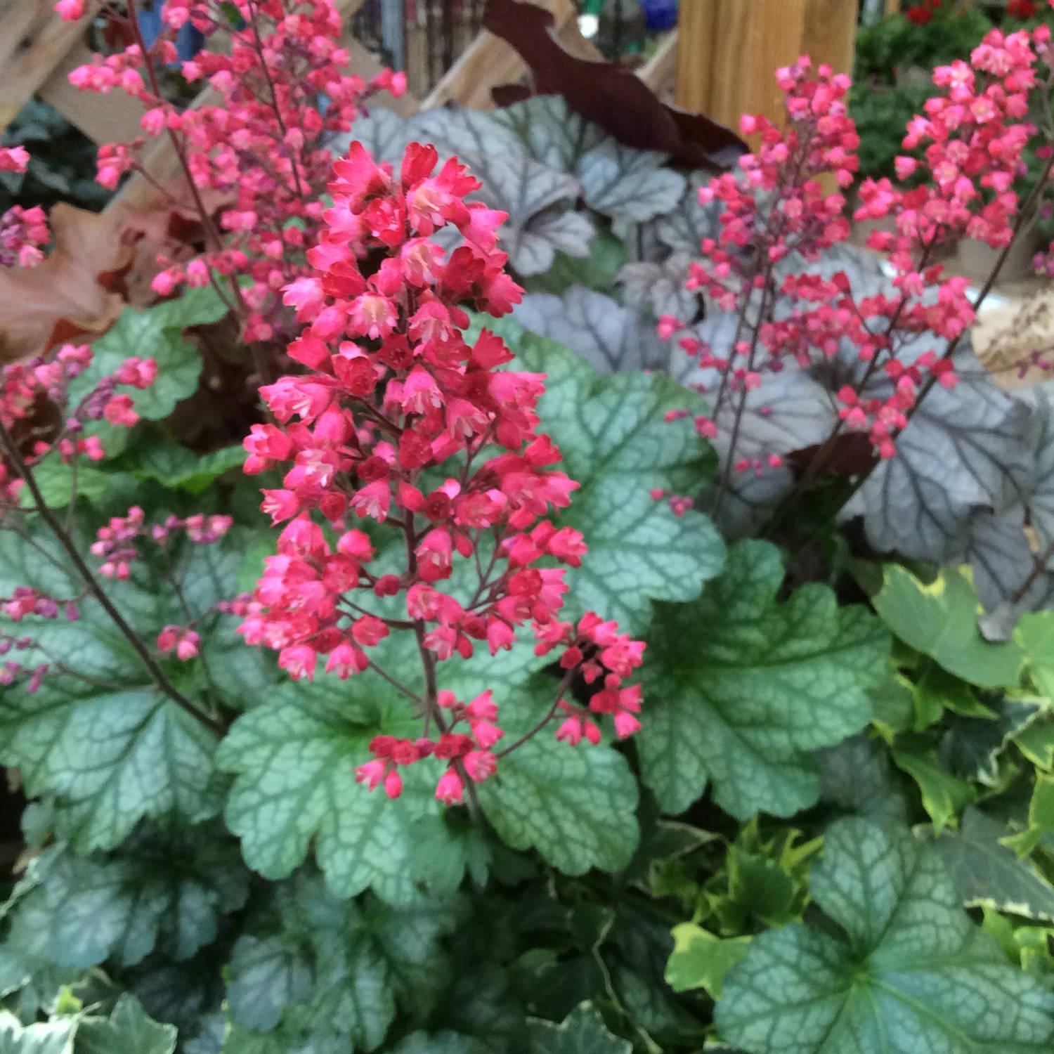 G6024 Heuchera Americana 'paris' - View 33 from www redcrocus com