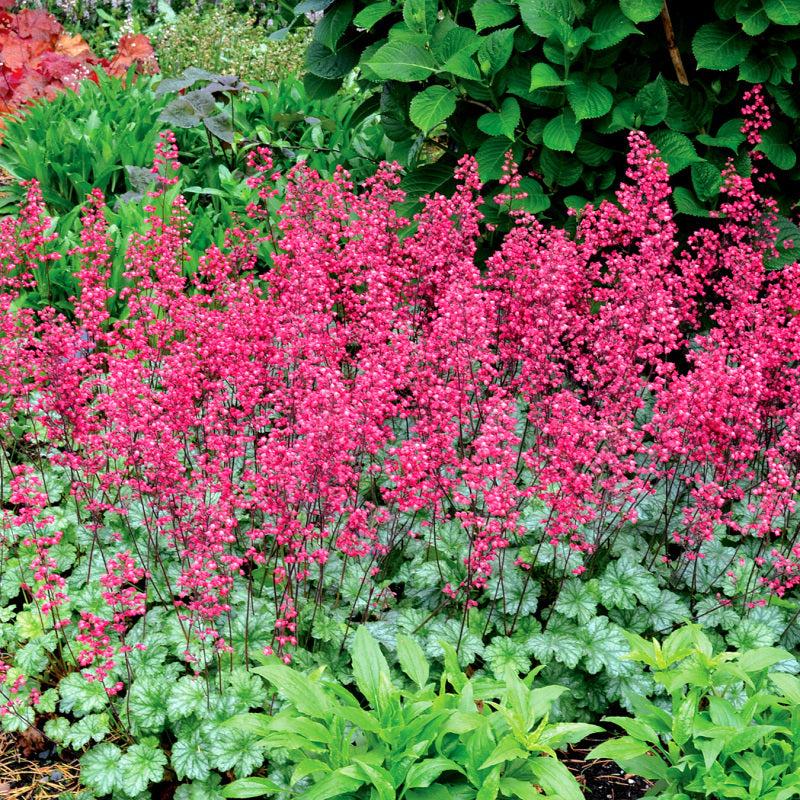 G6024 Heuchera Americana 'paris' - View 3 from www redcrocus com