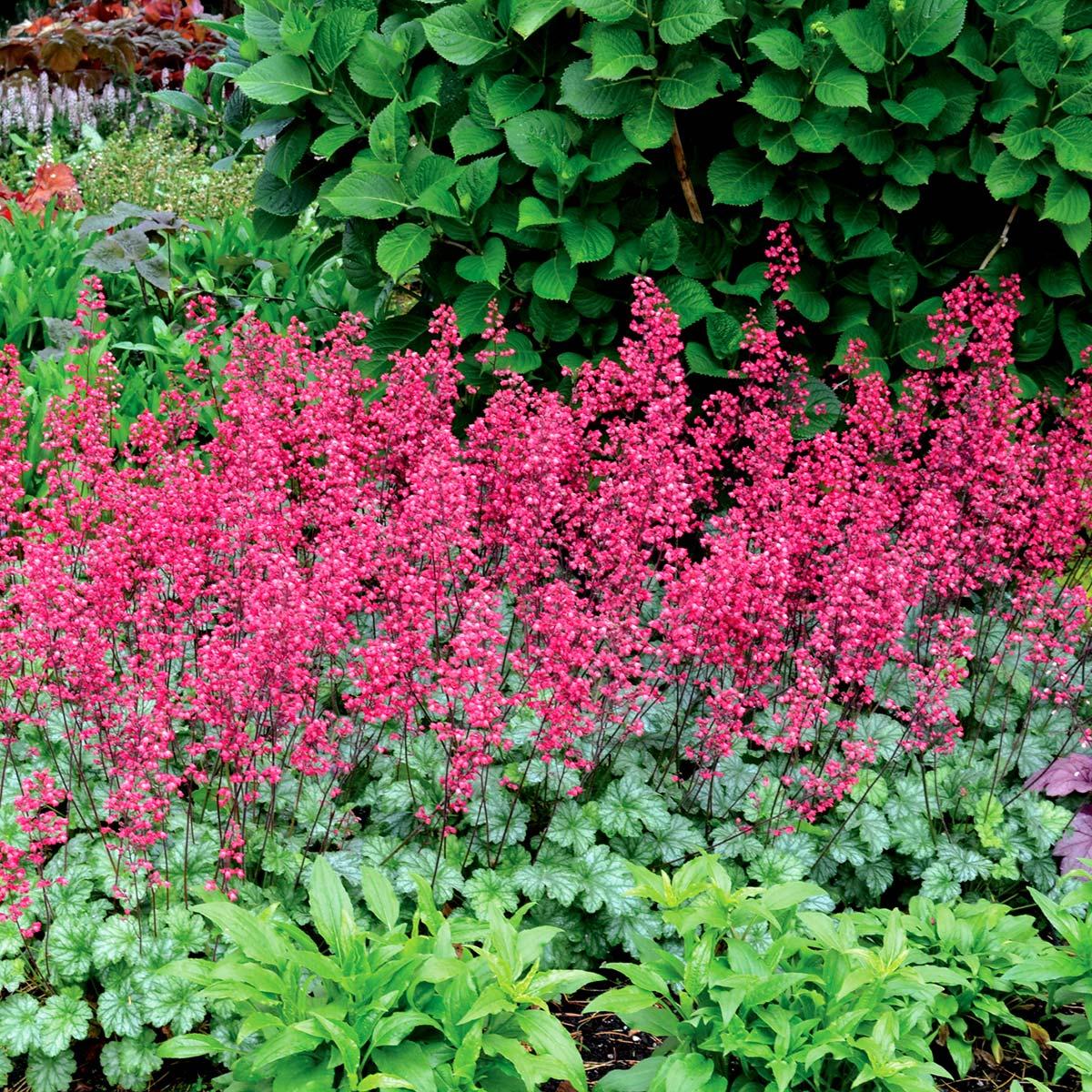 G6024 Heuchera Americana 'paris' - View 5 from www redcrocus com