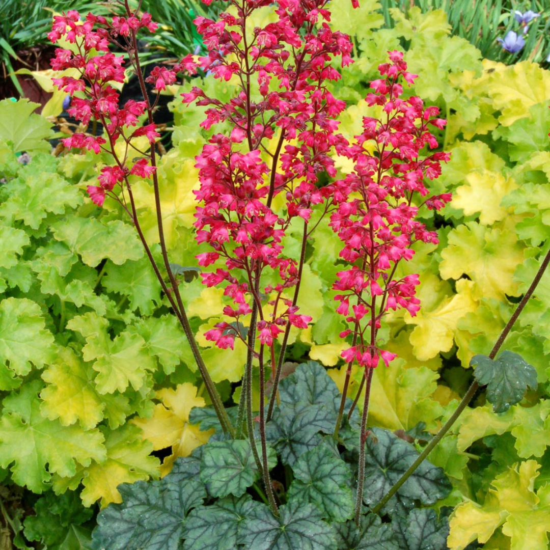 G6024 Heuchera Americana 'paris' - View 6 from www redcrocus com