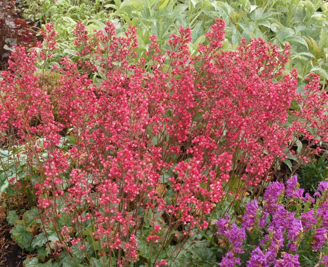 G6024 Heuchera Americana 'paris' - View 8 from www redcrocus com