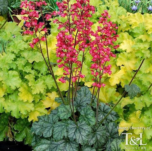 G6024 Heuchera Americana 'paris' - View 9 from www redcrocus com