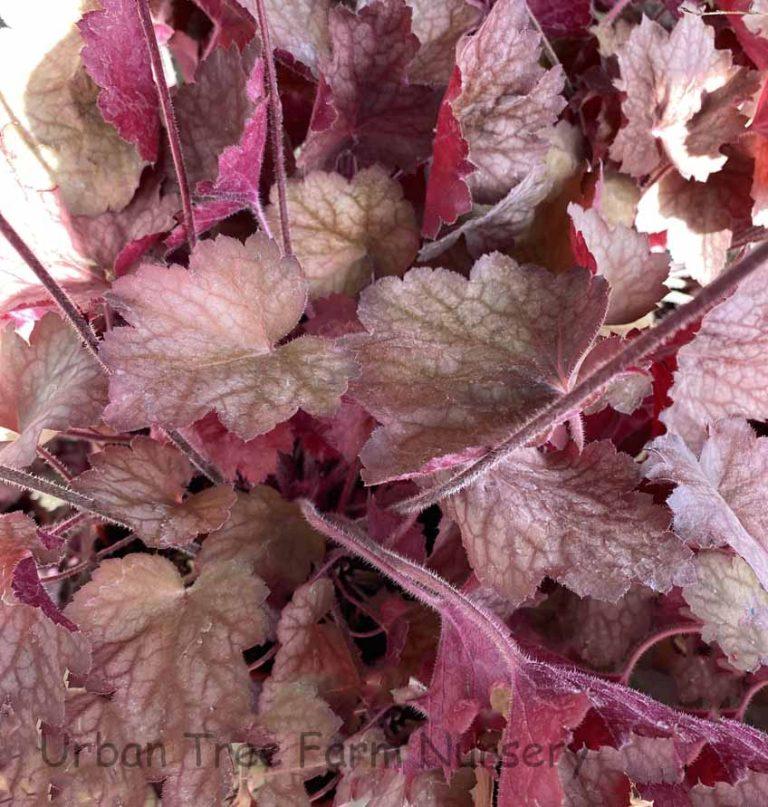 G6034 Heuchera X 27georgia Peach 27 10 C89b69db 8d9d 4a95 Bf0d 4df5559d917a from www redcrocus com