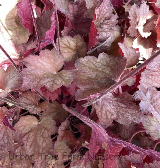G6034 Heuchera X 27georgia Peach 27 10 C89b69db 8d9d 4a95 Bf0d 4df5559d917a from www redcrocus com