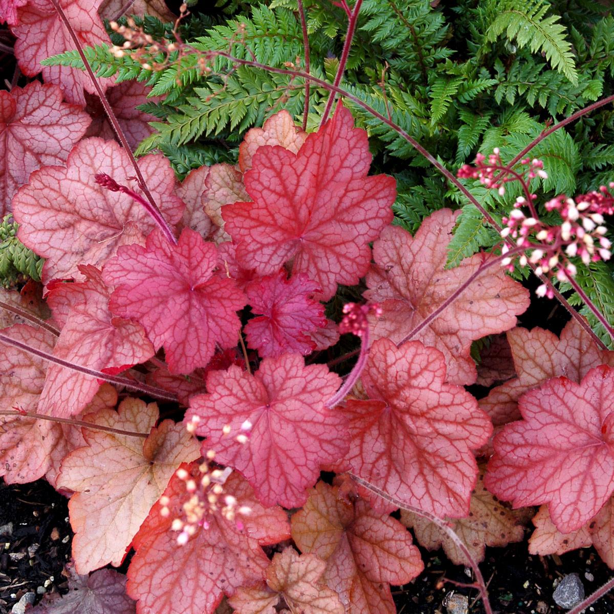 G6034 Heuchera X 'georgia Peach' - View 11 from www redcrocus com